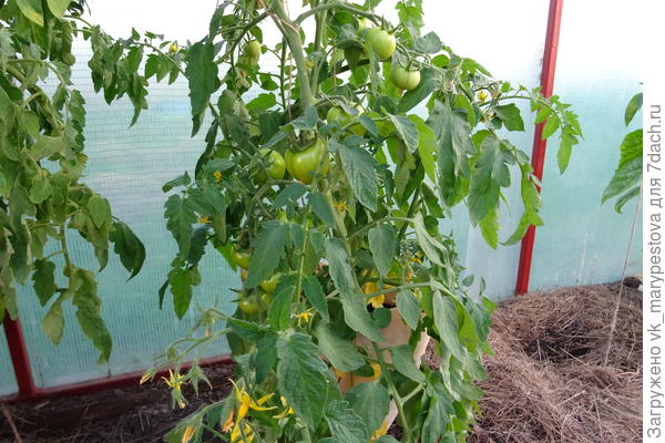 Томат в сумке 10 июня. Посев 29 февраля