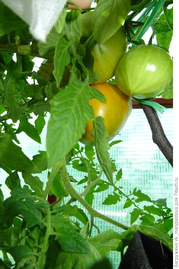 Первый томат 12 июня, сорт Дарья