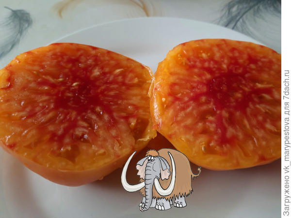 Мясистые и сочные