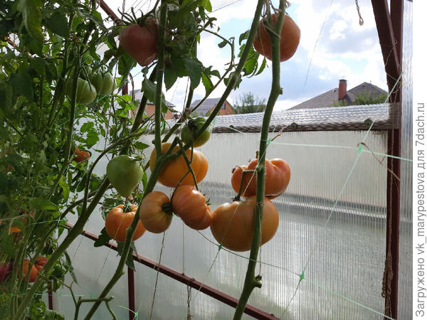 Высота куста около 1,5 м, 6 сентября 2021 г.