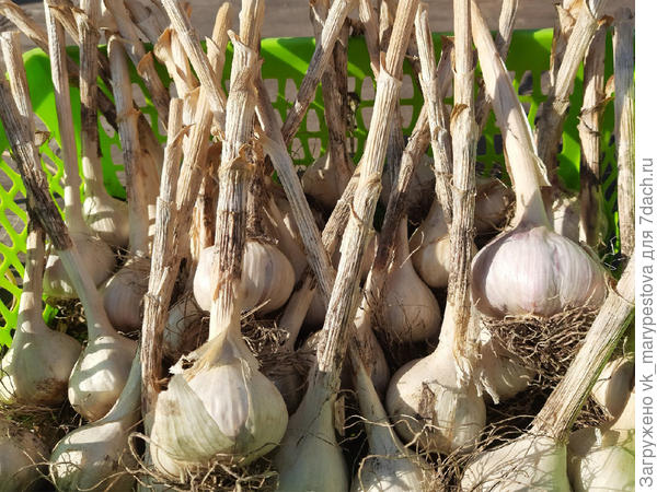 Чеснок перед заготовкой зубков для посадки