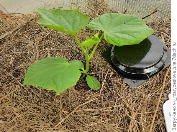 Огурец до болезни