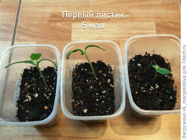 5 мая