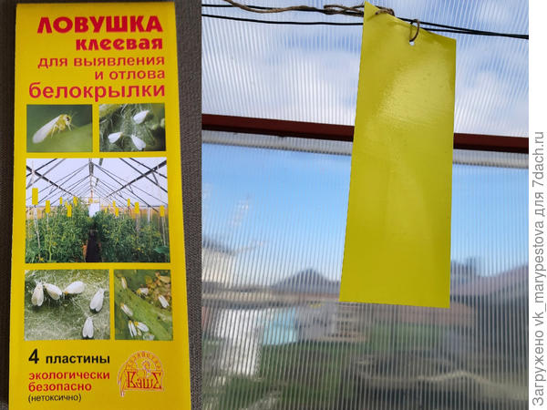 Клеевые ловушки для насекомых, пока мало наловили