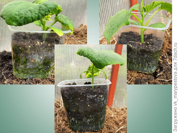 Корневая система плохо развита из-за пережитого переохлаждения