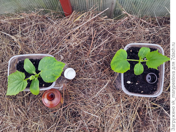 Срочная защита от врагов, чтобы не нападали на ослабленные растения