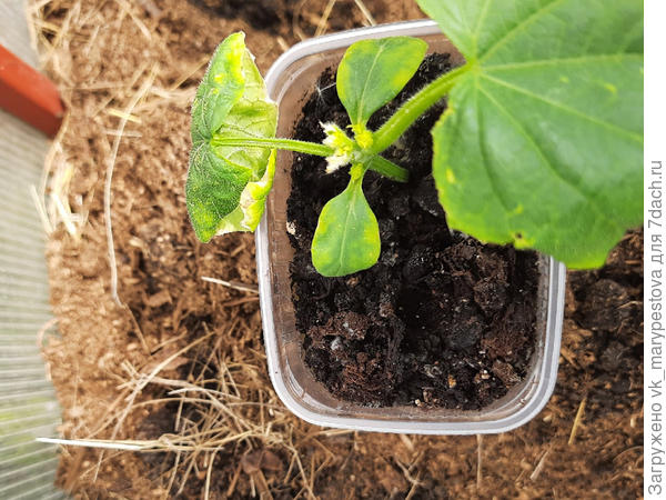 Налета уже нет, есть сизые вкрапления