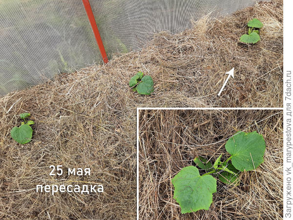 Посадочная ямка кое с чем