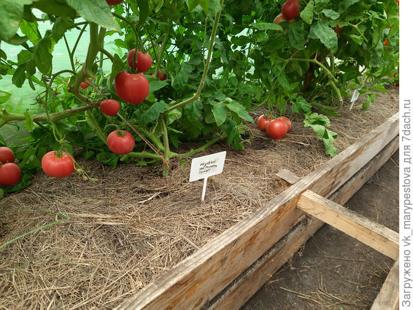 17 августа, день самого большого сбора урожая, 3 кг 2999 г с трех кустов