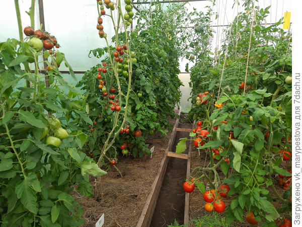 2 августа, Арапчонка F1 ни с каким томатом не перепутаешь, он слева