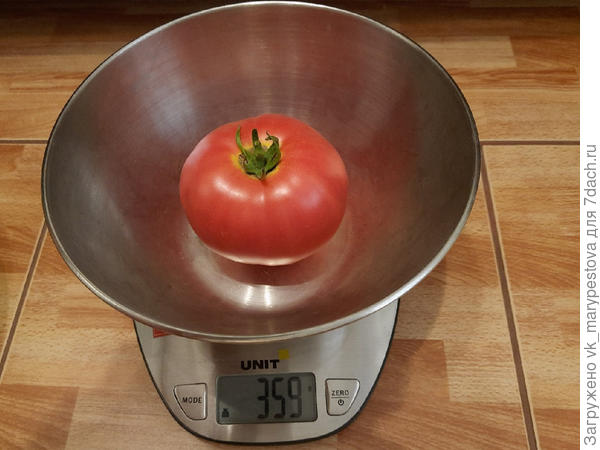 Самый большой томат Розовые Вершины F1