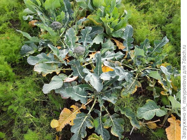 Слнва брокколи с Индюшиным пометом вся завязалась, справа контроль не завязался