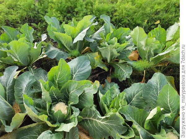 Один сорт цветной капусты завязался только с Индюшиным пометом, без него не завязался