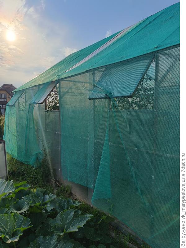 Южная стенка теплицы-домика с затенением