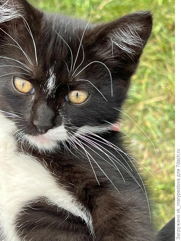 Басик теперь не только мои юбки ценит, но и зеленую занавеску