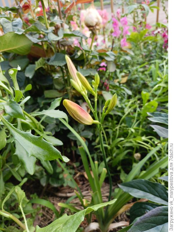 Бутоны Индиан Гривер