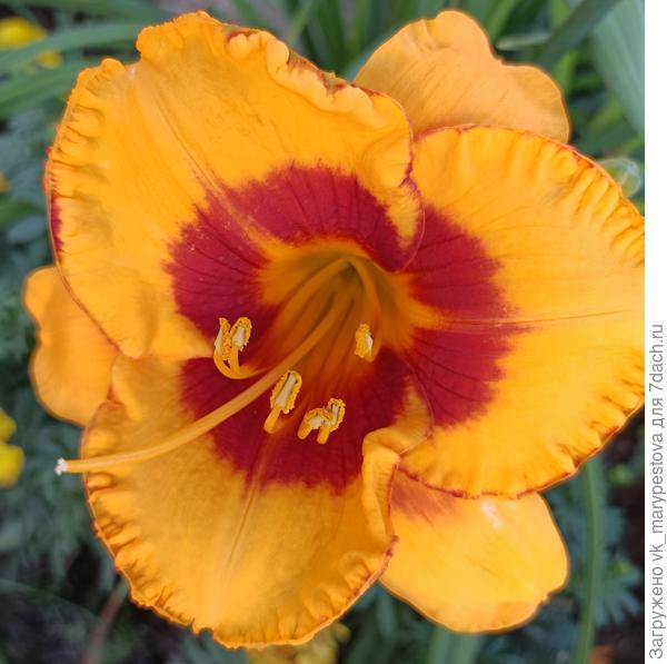 Названия не знаю