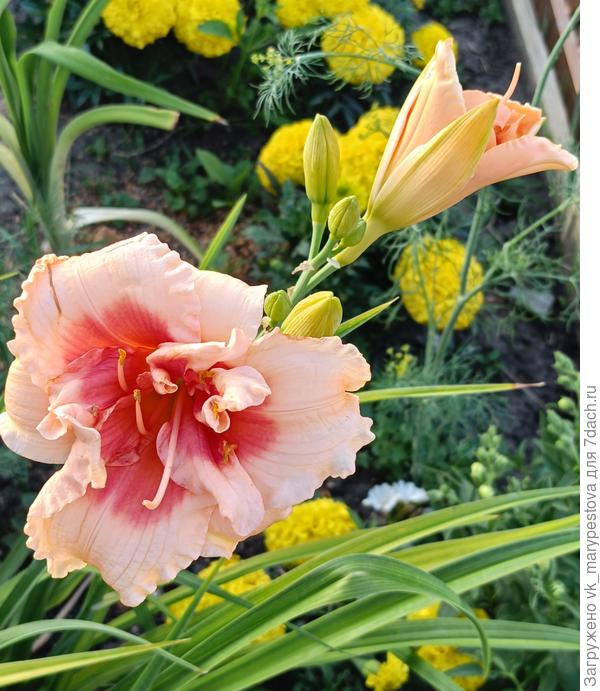 Фоти Секонд Стрит