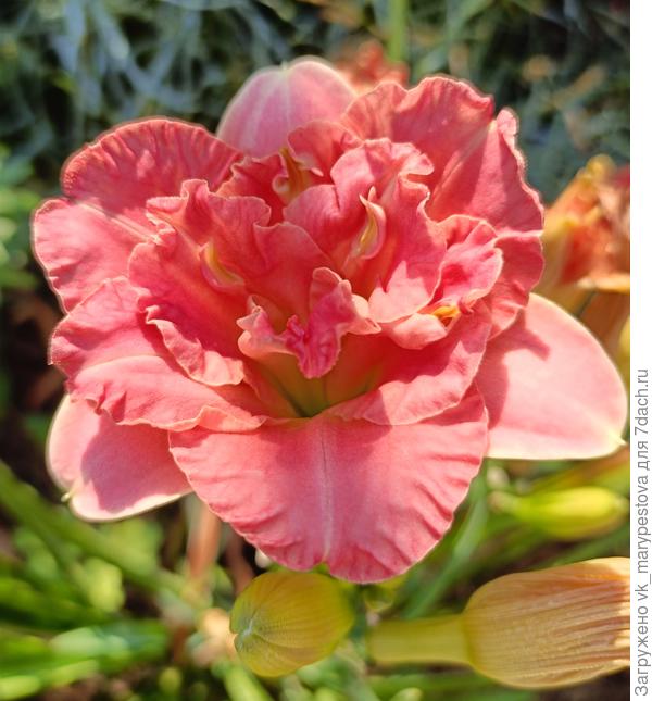 Лейси Долли