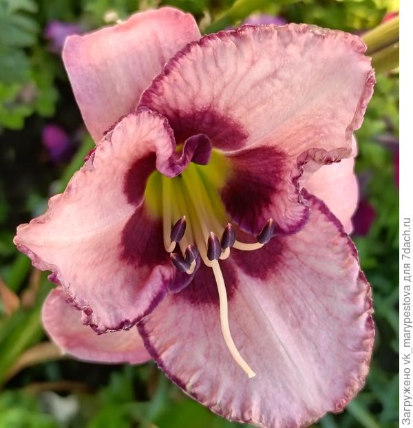 Безымянный у меня