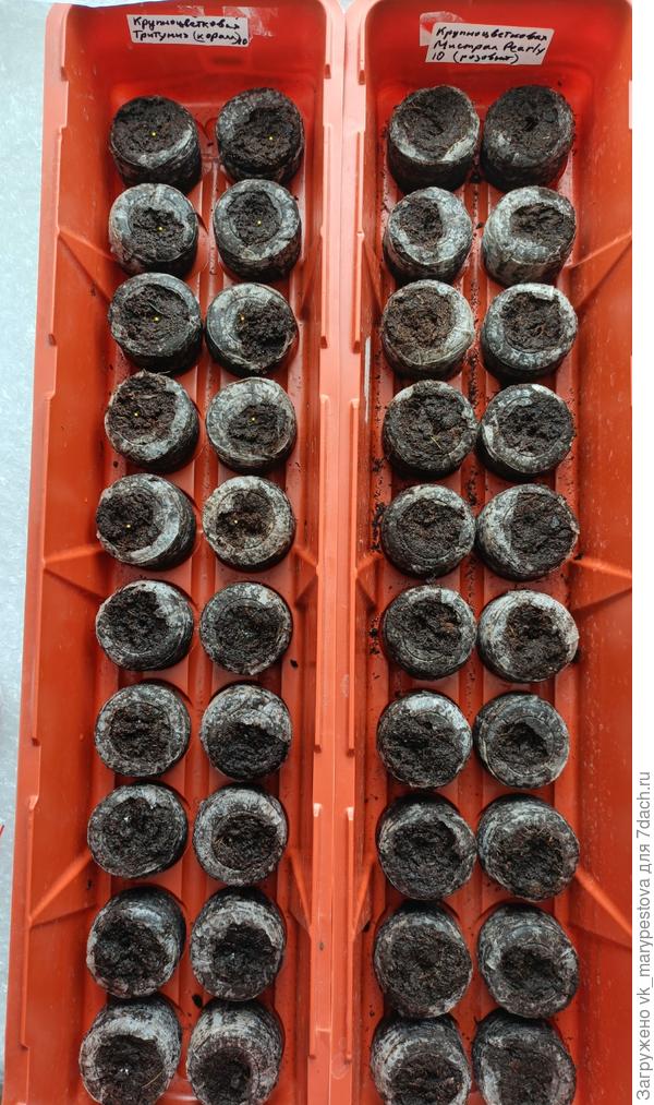 Посев петуний в таблеки, в теплички