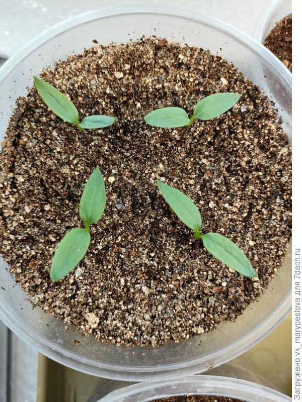 Семядольки самые крупные, стволик потолще — такой оставляю