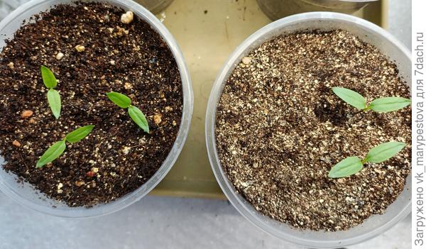 Здесь в левом срезала все, они слабоватые, а из правого пересадила один