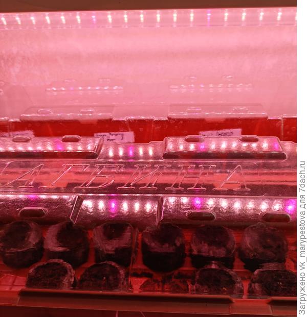 После всходов петунькам будет светло и тепло