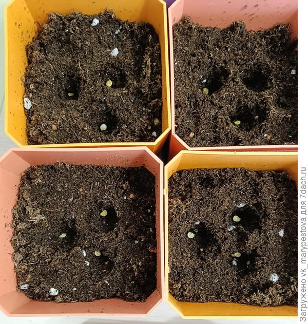 Посев перцев