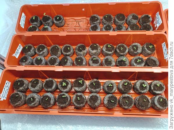 Вверху справа печальненький Саксесс 360 Light Yellow.Слева вверху ампельный львиный зев,