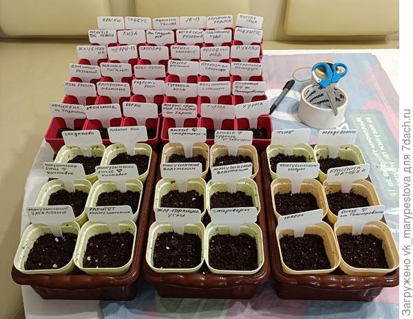 Посевы томатов 17 марта