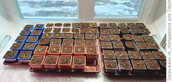 Рассада петуний 20 марта