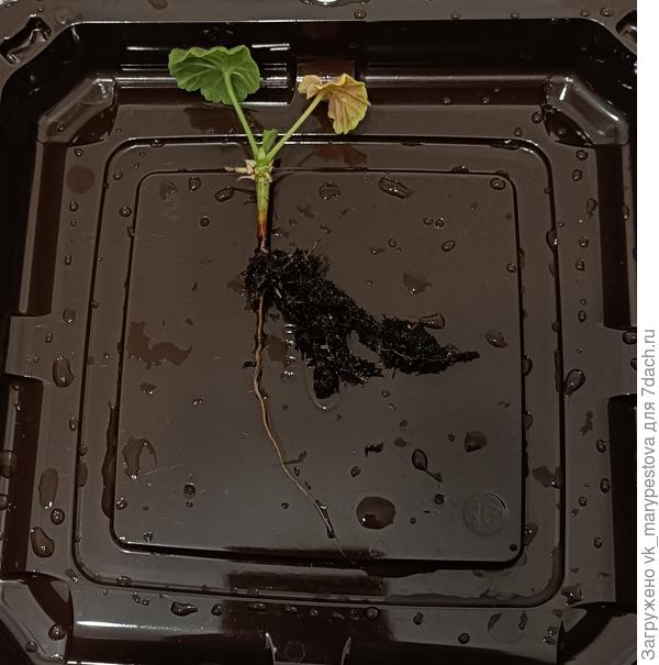 Коричневый корен это корневая гниль, удалила эту часть, что осталось на фото ниже