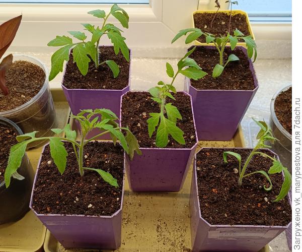 Жизнь томатиковстала прекрасней