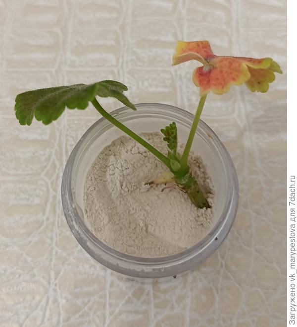 А так обрезала корни двум другим, макнула в Корневин и в грунт