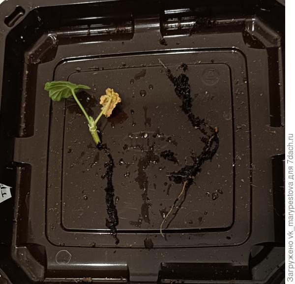 Так поступила с самой слабой пеларгонией