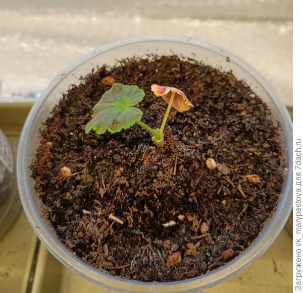 Самая слабая пеларгония, опять лист менял окраску, ниже ее корневая