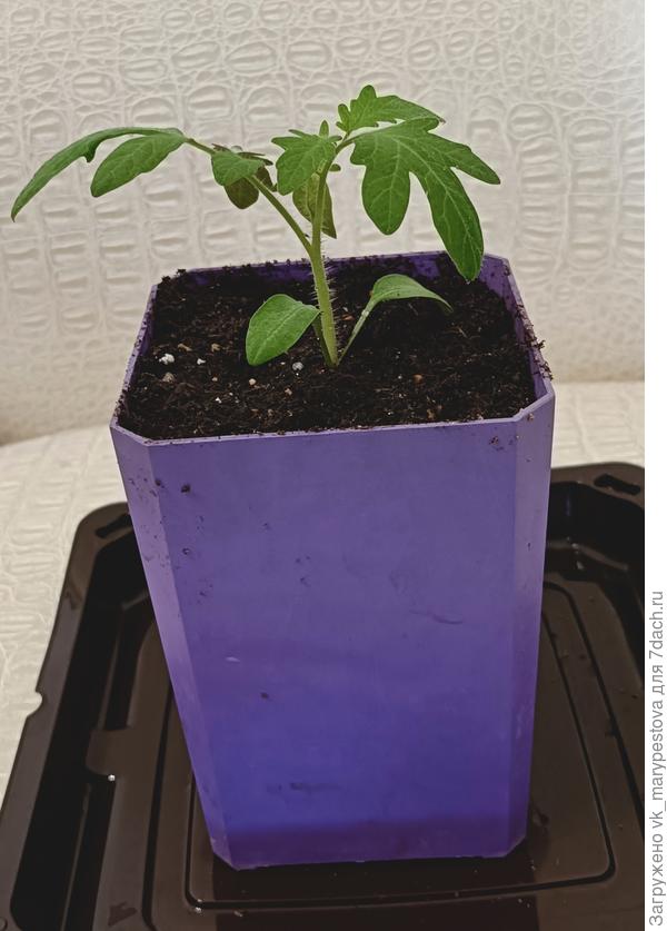 Пора в новый объем — 0,75 л