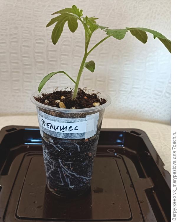 Корешки уже вполне развитые