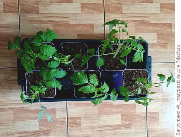 Первое опрыскивание томатов