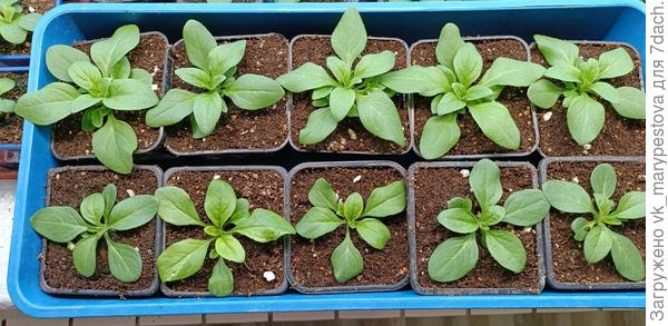 Петунии-переселенцы