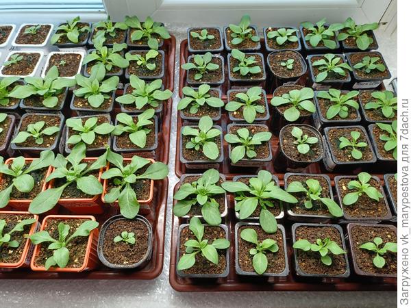 2 апреля. Подросли петунии, посев 28 февраля