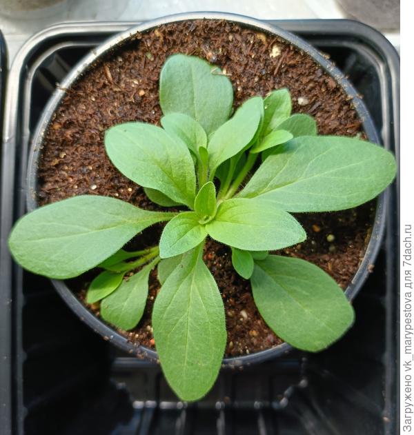 Самым мощным петуниям достались емкости побольше.