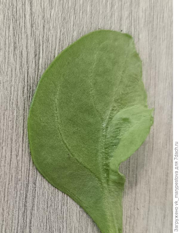 Лист внутри