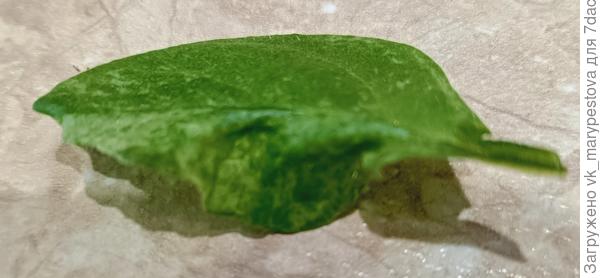 Лист снаружи