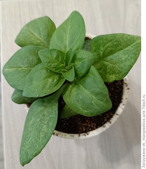 Это та странная петуния, прекрасно себя чувствует.