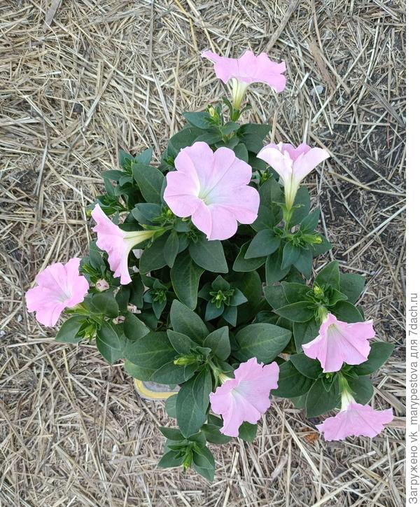 Один из ампельных «придорожных», Саксесс Light Pink Morn, здесь два стаканчика в теплице