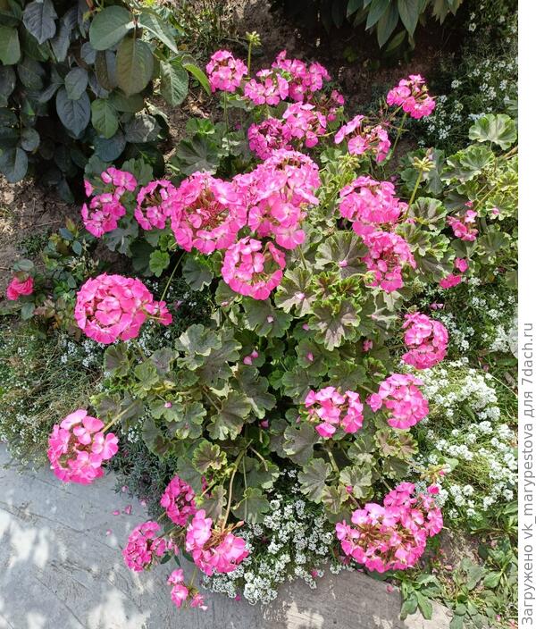 Пеларгония зональная Найт Rose 31 августа