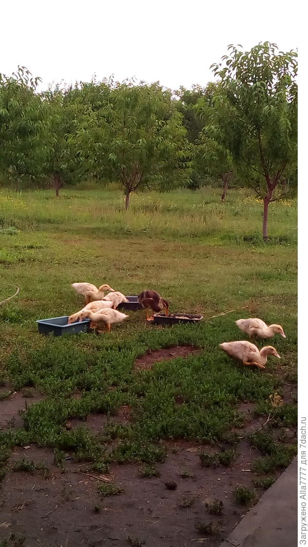 На заднем плане сад черешни