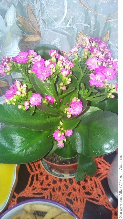 каланхое